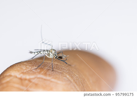 Anopheles mosquito and Mosquito Larva in the order Diptera, Anopheles sp. (Mosquito Larva) in the water for education. 95799175