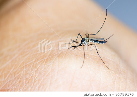 Anopheles mosquito and Mosquito Larva in the order Diptera, Anopheles sp. (Mosquito Larva) in the water for education. 95799176