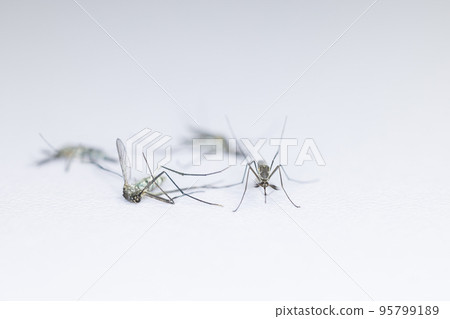 Anopheles mosquito and Mosquito Larva in the order Diptera, Anopheles sp. (Mosquito Larva) in the water for education. 95799189