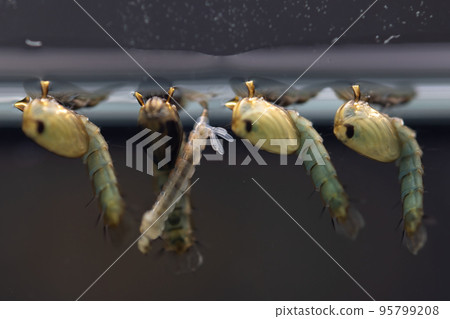 Anopheles mosquito and Mosquito Larva in the order Diptera, Anopheles sp. (Mosquito Larva) in the water for education. 95799208