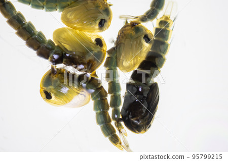 Anopheles mosquito and Mosquito Larva in the order Diptera, Anopheles sp. (Mosquito Larva) in the water for education. Anopheles mosquito and Mosquito Larva in the order Diptera, Anopheles sp. (Mosquito Larva) in the water for education. 95799215