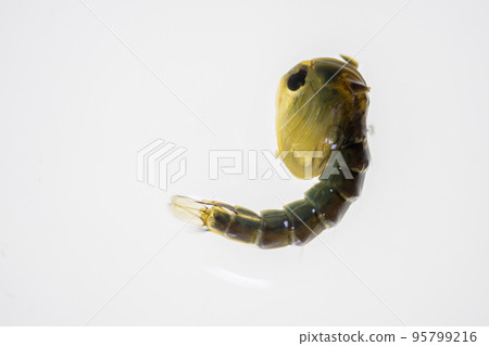Anopheles mosquito and Mosquito Larva in the order Diptera, Anopheles sp. (Mosquito Larva) in the water for education. 95799216