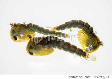 Anopheles mosquito and Mosquito Larva in the order Diptera, Anopheles sp. (Mosquito Larva) in the water for education. 95799221