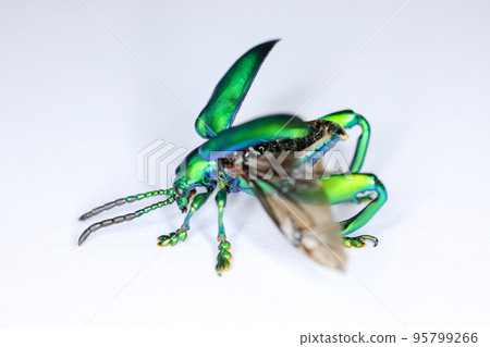 Background of insects (entomology) in laboratory. Background of insects (entomology) in laboratory. 95799266
