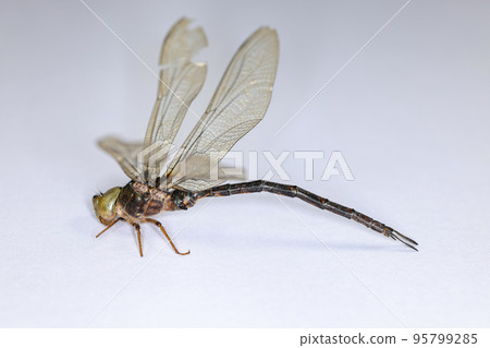 Background of insects (entomology) in laboratory. 95799285