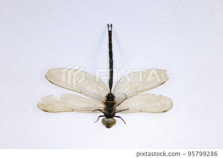 Background of insects (entomology) in laboratory. Background of insects (entomology) in laboratory. 95799286