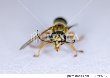 Background of insects (entomology) in laboratory. 95799287