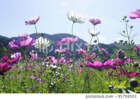 Tamaki Town Agri Cosmos Field 1 Tamaki Town Agri Cosmos Field 1 95799503