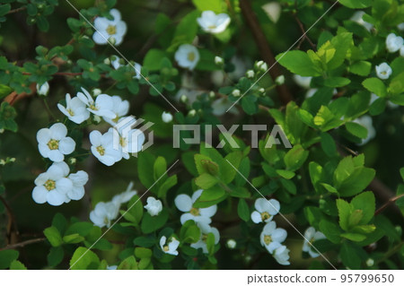 White willow flowers blooming in the garden in early spring 95799650