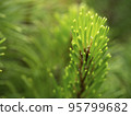 young branches of mountain pine 95799682