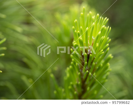 young branches of mountain pine young branches of mountain pine 95799682