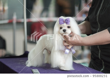 Maltese lapdog in a rack with a new hairstyle after grooming 95800231