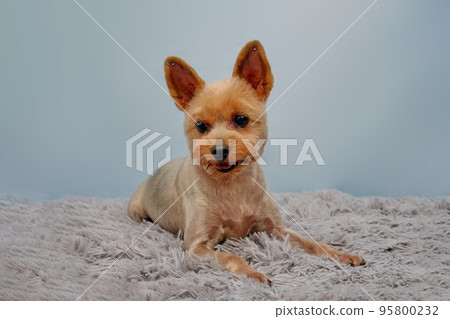 A Yorkshire Terrier dog lies on a shaggy rug on a blue background with rhinestones in his ears for beauty 95800232