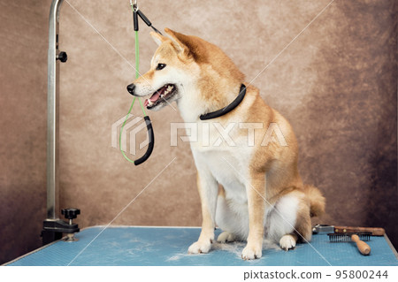 The Shiba Inu dog on the express link on the grooming table is tied with a leash for insurance to the bracket 95800244