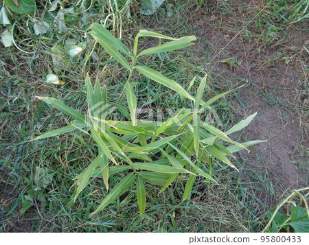 ginger seedlings ginger seedlings 95800433