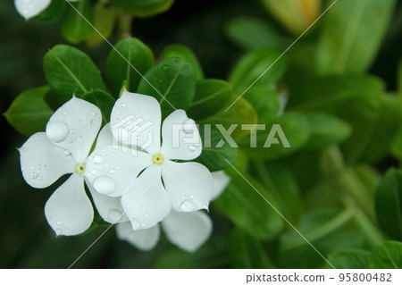 White flowers of Madagascar Periwinkle and droplets on petal. White flowers of Madagascar Periwinkle and droplets on petal. 95800482