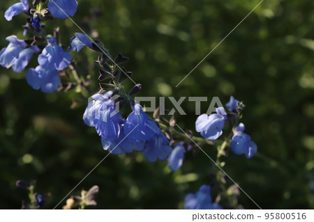 Blue Salvia azurea flowers blooming in autumn park in Japan Blue Salvia azurea flowers blooming in autumn park in Japan 95800516