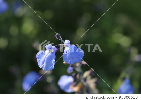 Blue Salvia azurea flowers blooming in autumn park in Japan Blue Salvia azurea flowers blooming in autumn park in Japan 95800518