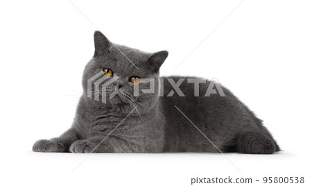 British Shorthair cat on white background 95800538