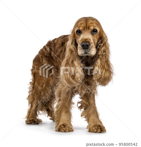Senior Cocker Spaniel on white background 95800542