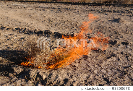 Burning tumbleweed at Aralcum desert as a bed of former Aral sea, Karakalpakstan, uzbekistan Burning tumbleweed at Aralcum desert as a bed of former Aral sea, Karakalpakstan, uzbekistan 95800678