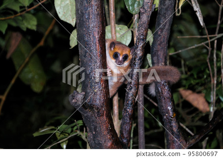 Night Portrait of the brown mouse lemur Microcebus rufus aka eastern rufous or russet in Ranomafana, Fianarantsoa, madagascar Night Portrait of the brown mouse lemur Microcebus rufus aka eastern rufous or russet in Ranomafana, Fianarantsoa, madagascar 95800697