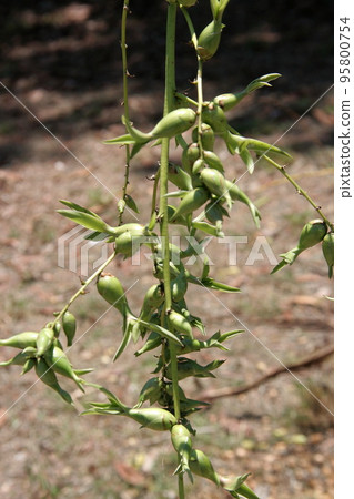 Caribbean agave's flowers on branch. Caribbean agave's flowers on branch. 95800754