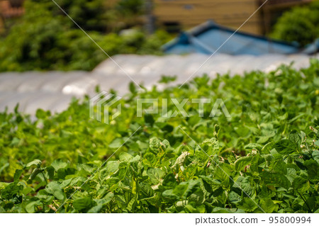 Green soybean seedlings grown in a residential area (June) 95800994