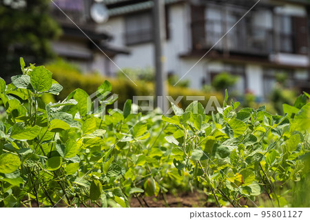 Edamame seedlings ready for harvest in June (urban agriculture) 95801127