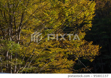 Yellow leaves material image autumn Yellow leaves material image autumn 95801137