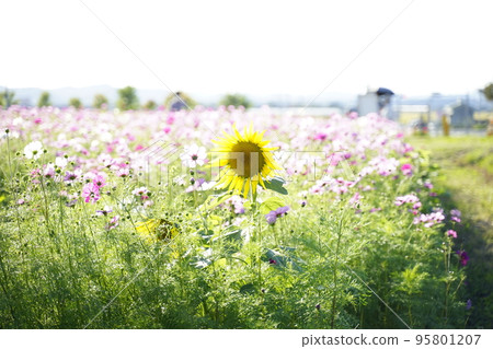 Large sunflower and cosmos field, autumn 95801207