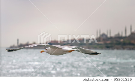 Seagull flying in front of the old town Sultanahmet skyline, Istanbul, Turkey. Traditional Istanbul skyline with silhouettes of minarets, ancient landmarks of Muslim architecture in Turkey. Seagull flying in front of the old town Sultanahmet skyline, Istanbul, Turkey. Traditional Istanbul skyline with silhouettes of minarets, ancient landmarks of Muslim architecture in Turkey. 95801539