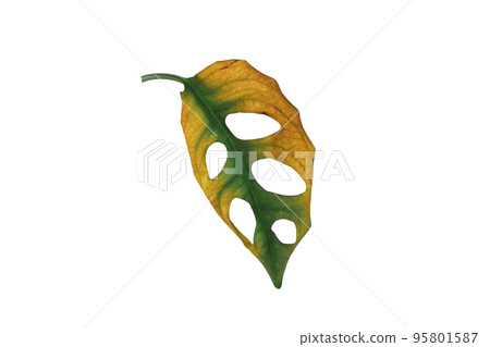 Dried Leaves isolated beckground white Dried Leaves isolated beckground white 95801587