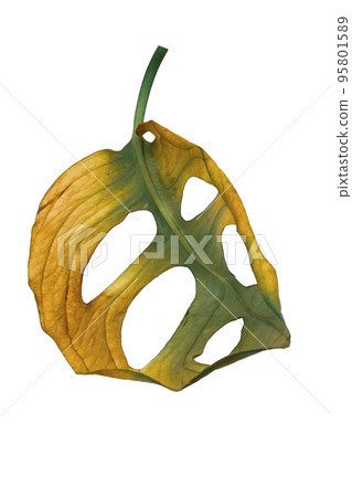Dried Leaves isolated beckground white Dried Leaves isolated beckground white 95801589
