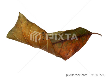 Dried Leaves isolated beckground white Dried Leaves isolated beckground white 95801590