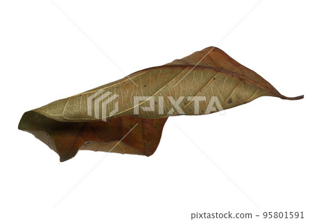 Dried Leaves isolated beckground white Dried Leaves isolated beckground white 95801591