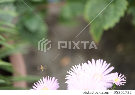 small flying insect small flying insect 95801722
