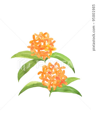 Kanagi rhinoceros flower hand-painted watercolor illustration Kanagi rhinoceros flower hand-painted watercolor illustration 95801985