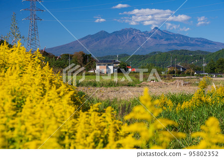 高大的泡沫草盛開的神山町村落景觀 八岳景觀村落 95802352
