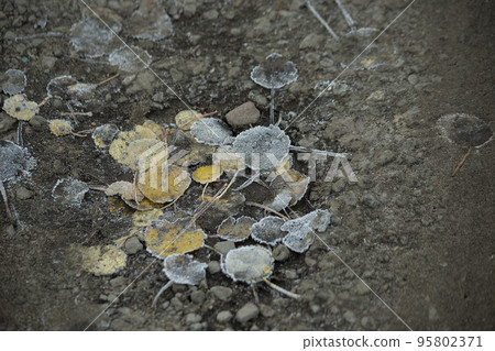 The first frost. A road with fallen leaves and frozen grass. High quality photo The first frost. A road with fallen leaves and frozen grass. High quality photo 95802371