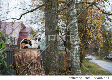 the village cat sits on a stump the village cat sits on a stump 95802551