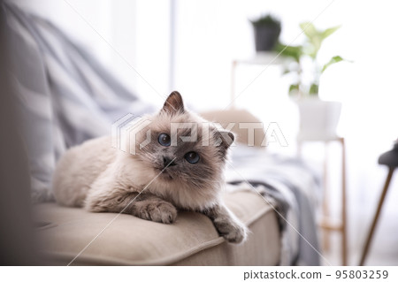 Birman cat on sofa at home. Cute pet 95803259
