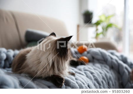 Cute Balinese cat on sofa at home. Fluffy pet 95803260