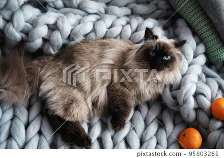 Cute Balinese cat on plaid at home, top view. Fluffy pet Cute Balinese cat on plaid at home, top view. Fluffy pet 95803261
