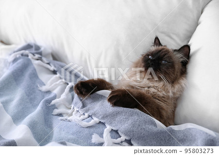 Cute Balinese cat covered with blanket on bed at home. Fluffy pet 95803273