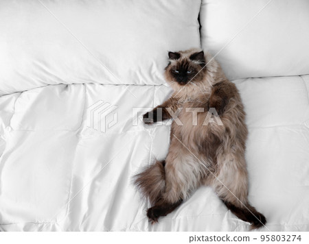 Above view of cute Balinese cat on bed at home, space for text. Fluffy pet Above view of cute Balinese cat on bed at home, space for text. Fluffy pet 95803274