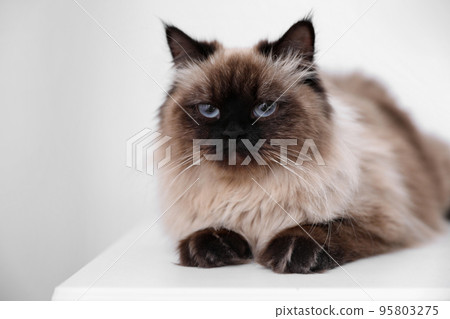 Cute Balinese cat on table at home. Fluffy pet 95803275