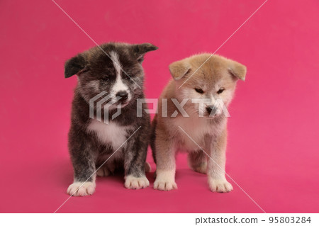 Cute Akita inu puppies on pink background. Friendly dogs 95803284
