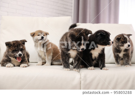 Cute Akita inu puppies on sofa indoors. Friendly dogs 95803288
