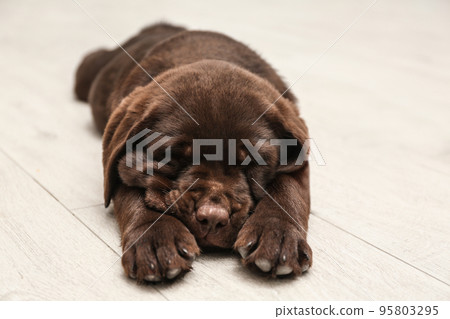 Cute Labrador puppy sleeping on wooden floor. Friendly dog 95803295